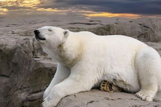 Skoro pět tisíc za návštěvu ZOO s vnoučaty. Pane Fialo, kde na to mají důchodci brát? - Médium.cz